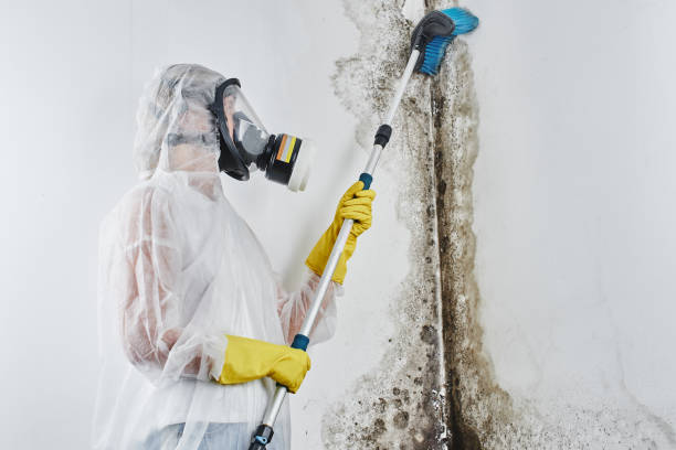 Best Attic Mold Removal  in USA